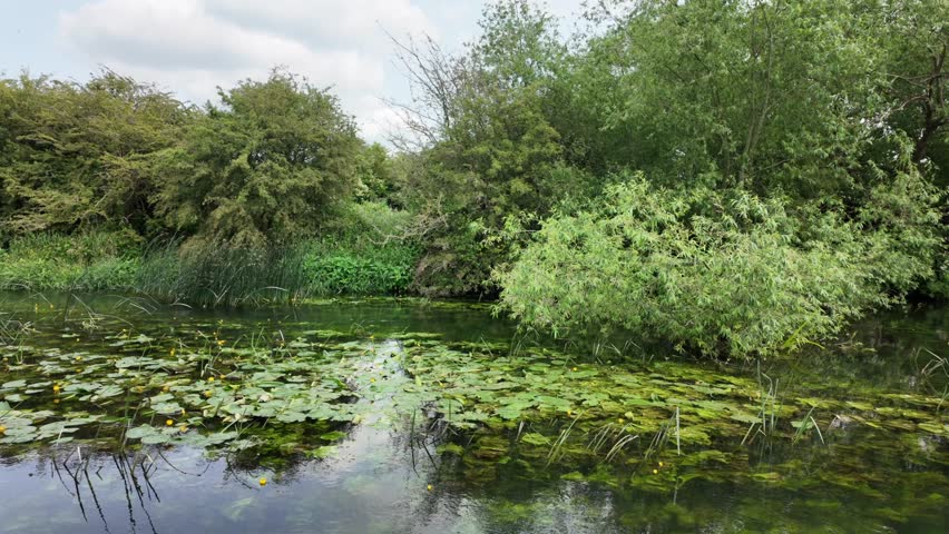 Lily pads cover a calm pond surrounded by dense trees and bushes in summer