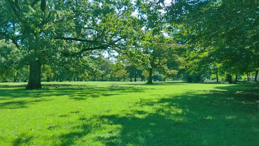Green Trees in the park