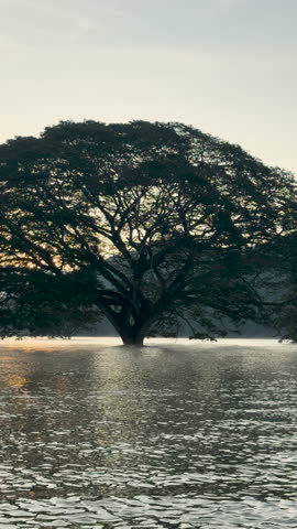 big tree grows in the middle of the river.