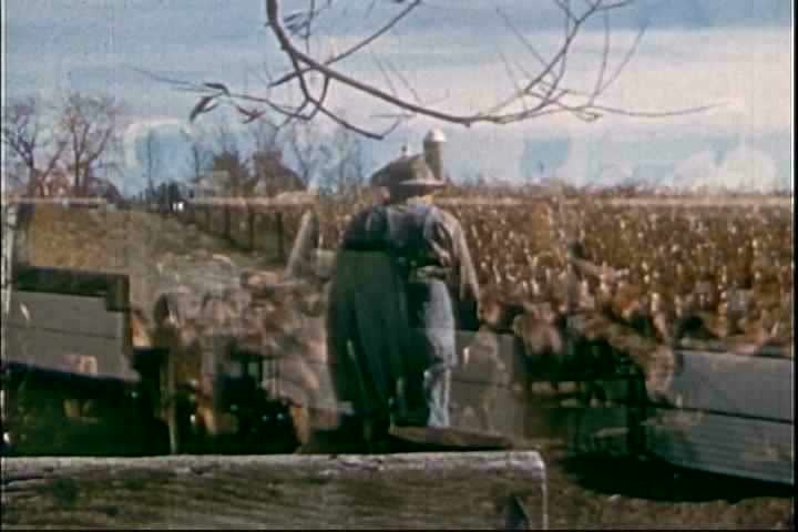 1950s - Activities on a hog farm in 1955.