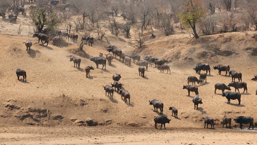 A large herd of African buffaloes (Syncerus caffer) walking in natural habitat, Kruger National Park, South Africa