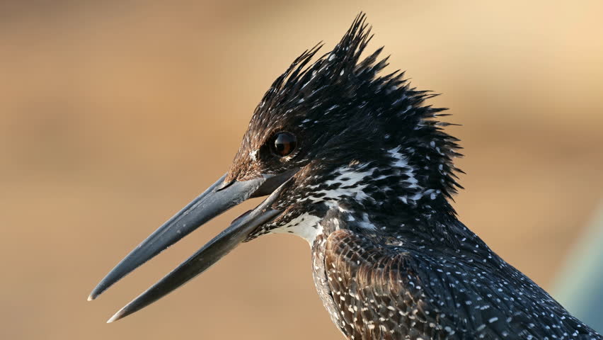 Portrait of an alert giant kingfisher (Megaceryle maxima), Kruger National Park, South Africa
