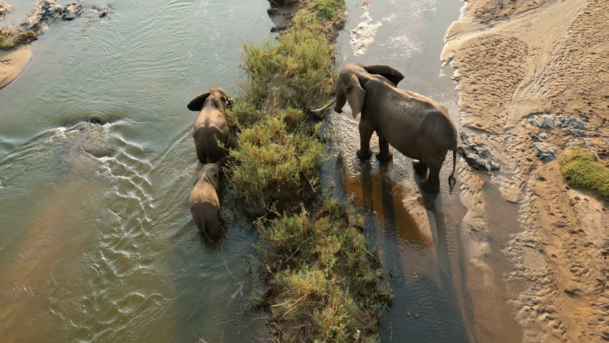 An African elephant (Loxodonta africana) cow with calves walking in a shallow river, Kruger National Park, South Africa