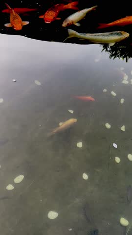 Colorful Koi Fish Swimming Gracefully in a Pond with Wishing Stones