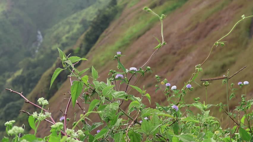 Purple-flowered Phyllocephalum from Kerala stands out against soft green mountains, with the scenic hill landscape in the background, both in and out of focus—a common sight on monsoon hill slopes.