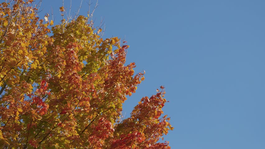 Colorful autumn tree with red, orange, and yellow leaves set against a clear blue sky, capturing the beauty and calmness of the fall season.