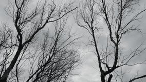 Bare Winter Trees Silhouette Against Dramatic Stormy Grey Cloudy Sky - Moody Dark Horror Nature Landscape Background - Powered by Shutterstock - Get 15% off with code: PIKWIZARD15