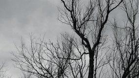 Bare Winter Trees Silhouette Against Dramatic Stormy Grey Cloudy Sky - Moody Dark Horror Nature Landscape Background - Powered by Shutterstock - Get 15% off with code: PIKWIZARD15