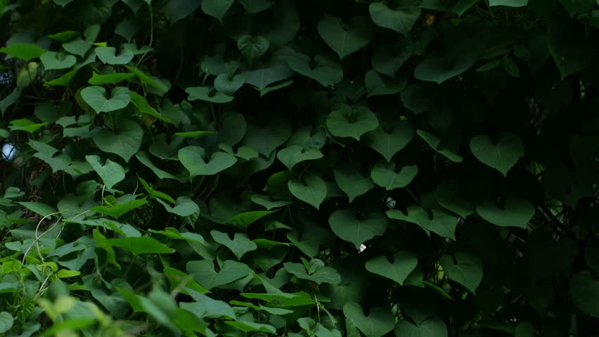 Dense heart-shaped green leaves of sweet potato vine or morning glory plant creating natural texture background