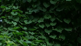 Dense heart-shaped green leaves of sweet potato vine or morning glory plant creating natural texture background - Powered by Shutterstock - Get 15% off with code: PIKWIZARD15