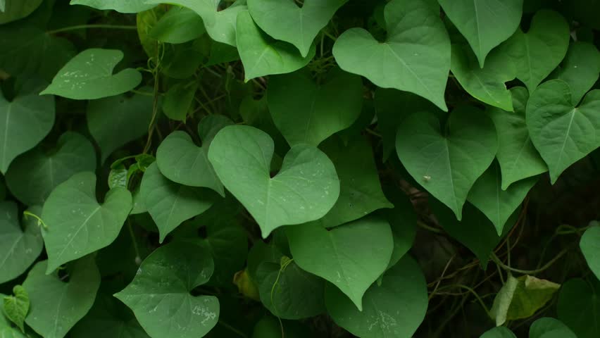 Dense heart-shaped green leaves of sweet potato vine or morning glory plant creating natural texture background