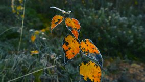 Close up video orbiting and spinning around golden yellow and orange colored autumn leaves with white frost and ice on them during morning dawn day in a marshland bog or wetland. Black spots on them. - Powered by Shutterstock - Get 15% off with code: PIKWIZARD15