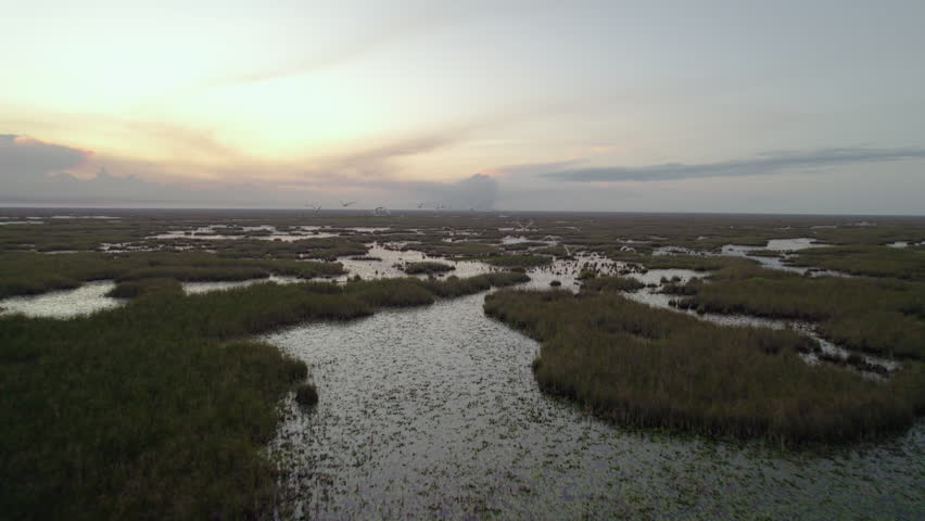 Everglades Wetland Slough Marsh Sawgrass Dusk Birds Flying Aerial