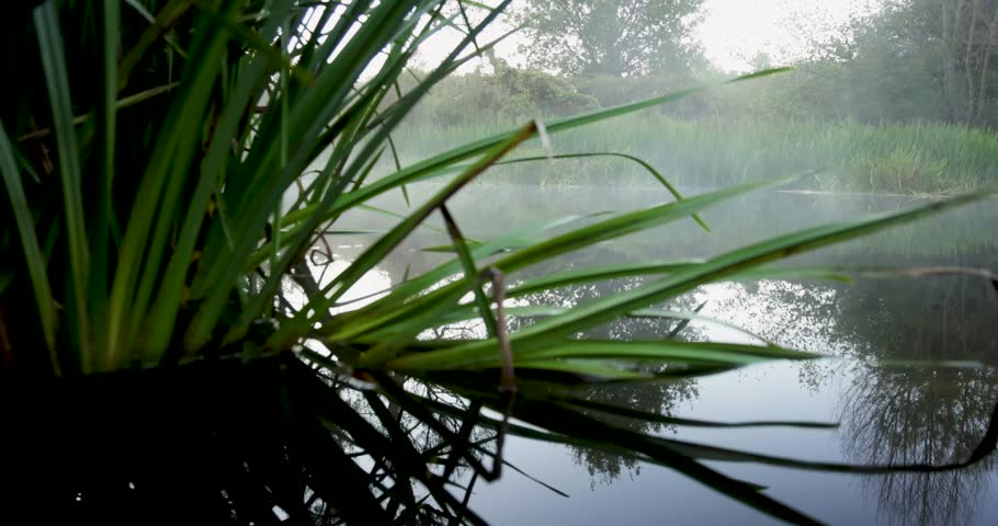 A pond with a lot of green grass and trees in the background. The water is calm and the sky is cloudy