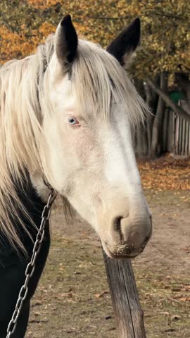 Vertical screen: close up of a horse head with striking blue eyes soft wind gently moves its mane calm natural beauty peaceful cinematic atmosphere warm daylight