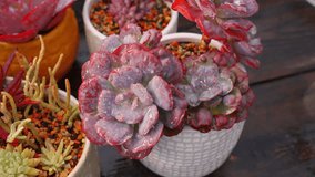Echeveria Heart Delight is a captivating hybrid succulent celebrated for its charming rosette form and distinctive leaf colouration. The plant produces compact, symmetrical rosettes composed of thick. - Powered by Shutterstock - Get 15% off with code: PIKWIZARD15