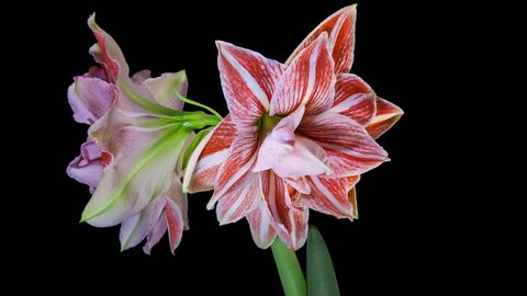 Timelapse of a special type of Amaryllis blooming on black background