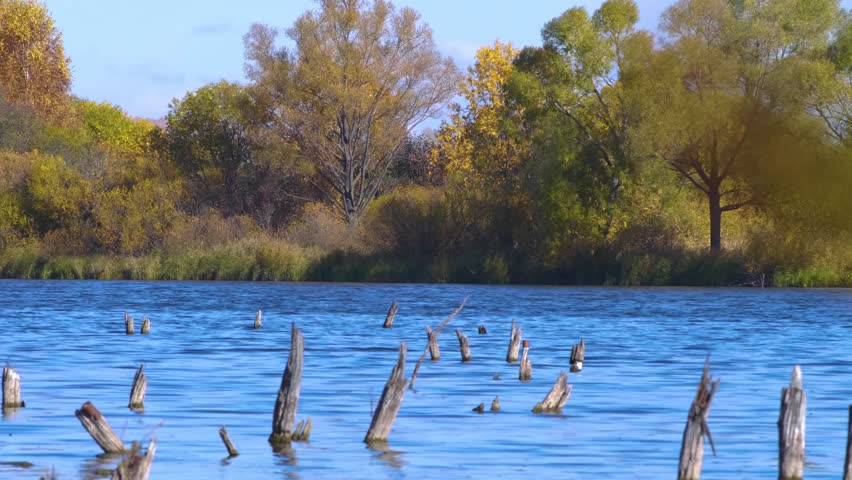 A peaceful shot of a lake in autumn, featuring a shoreline with trees displaying vibrant fall foliage. The calm blue water is dotted with the weathered stumps of dead trees, creating a serene and natu