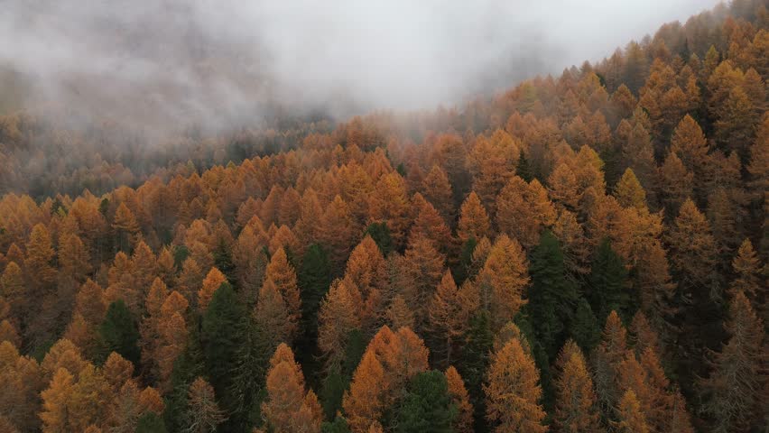 Aerial view of a dense forest with autumn colors blending with the misty atmosphere, creating a captivating scene of nature, Saint Moritz, Grisons, Switzerland.