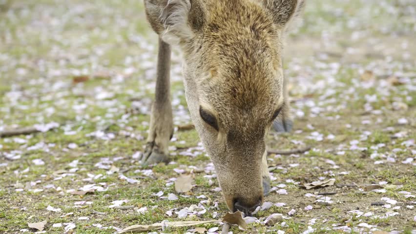 A deer grazes peacefully on fresh grass in a tranquil park surrounded by blooming cherry blossom trees. Serene springtime nature and wildlife scene in soft daylight.