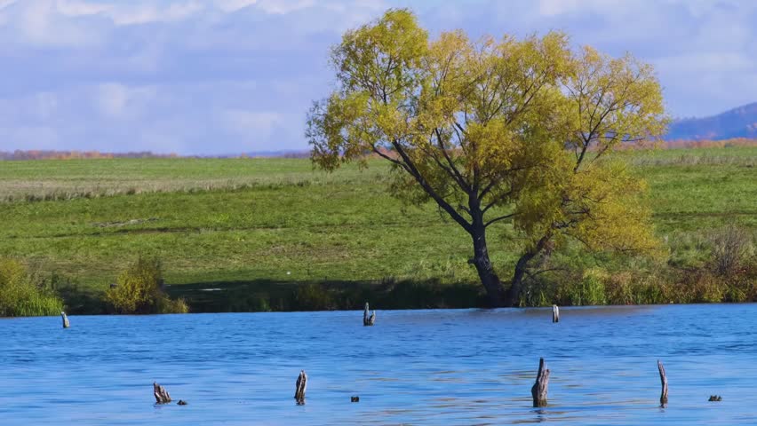 serene autumn landscape featuring a solitary tree with yellow foliage standing on the bank of a body of water. The scene is set against a backdrop of rolling green hills and a blue sky with clouds. Th