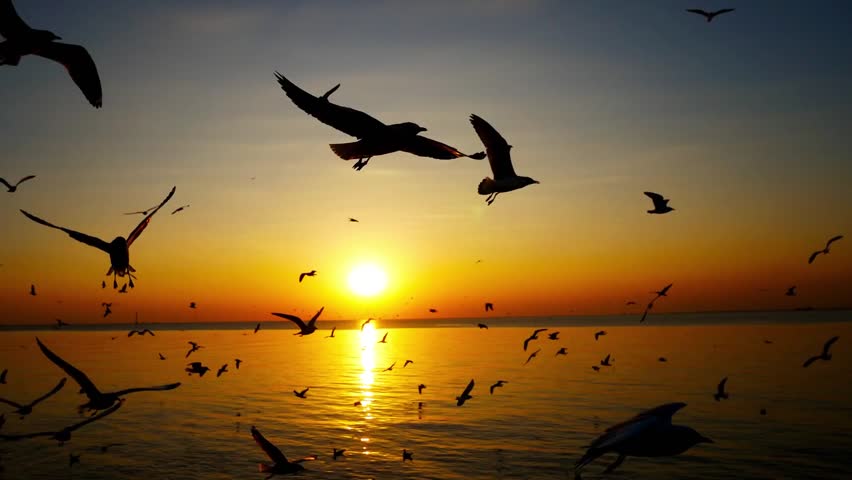 Group of silhouette seagulls flying over the sea on twilight sky at sunset


