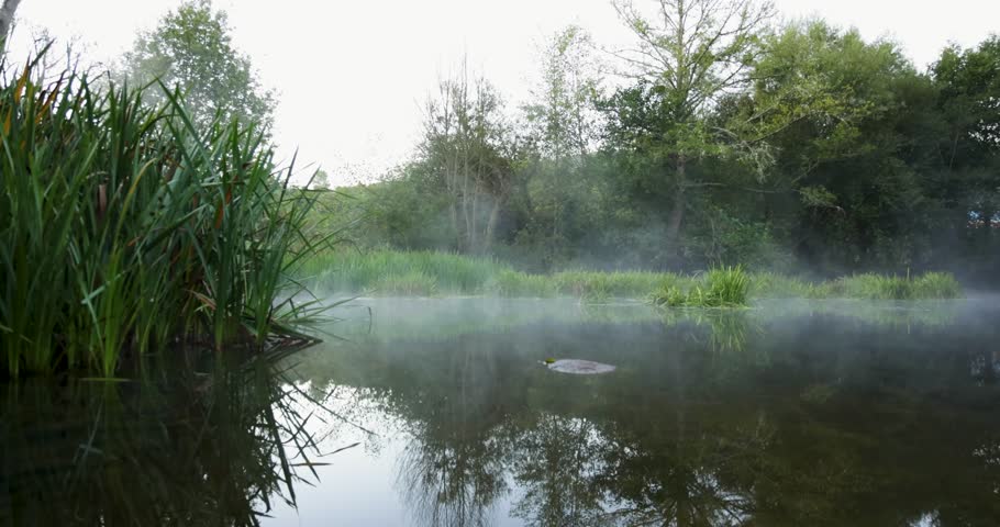 A foggy morning in a forest with a body of water. The water is calm and still, with a few leaves floating on the surface. The misty atmosphere gives the scene a serene and peaceful mood