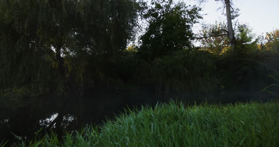 A misty forest with trees and a river. The mist is thick and the trees are tall. Pan left shot.