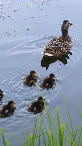 Beautiful mother duck swimming with her little cute ducklings following her in a row on a calm pond, showcasing a serene moment of wildlife family behavior in their natural habitat