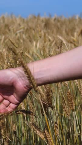 Farmer's hand moving slowly through a golden field of ripe wheat, gently touching the ears of grain under a clear blue sky, symbolizing the connection between humans and nature