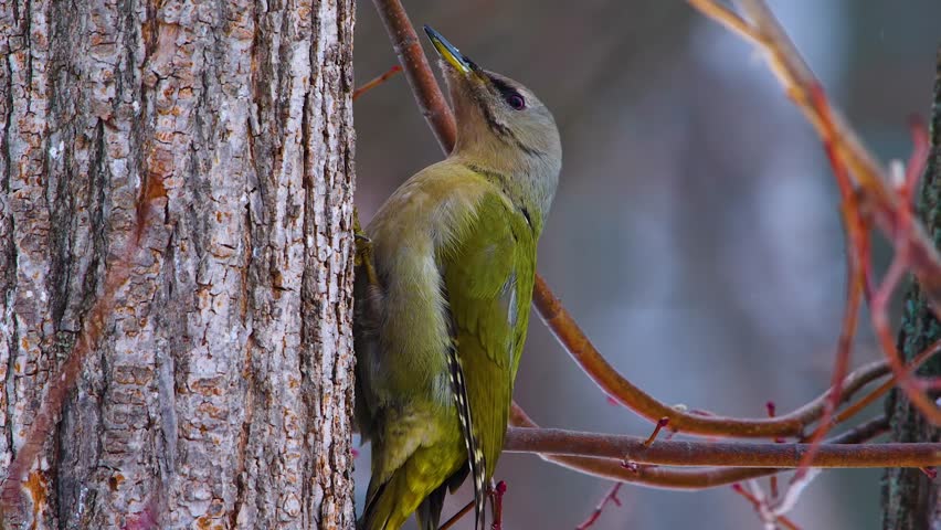 close up shot of a Grey headed woodpecker (Picus canus) perched on the side of a tree trunk in a natural forest environment in South Ural Russia. The bird's distinctive grey head, green body, and blac