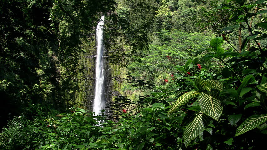 A waterfall in the lush green jungles of Hawaii