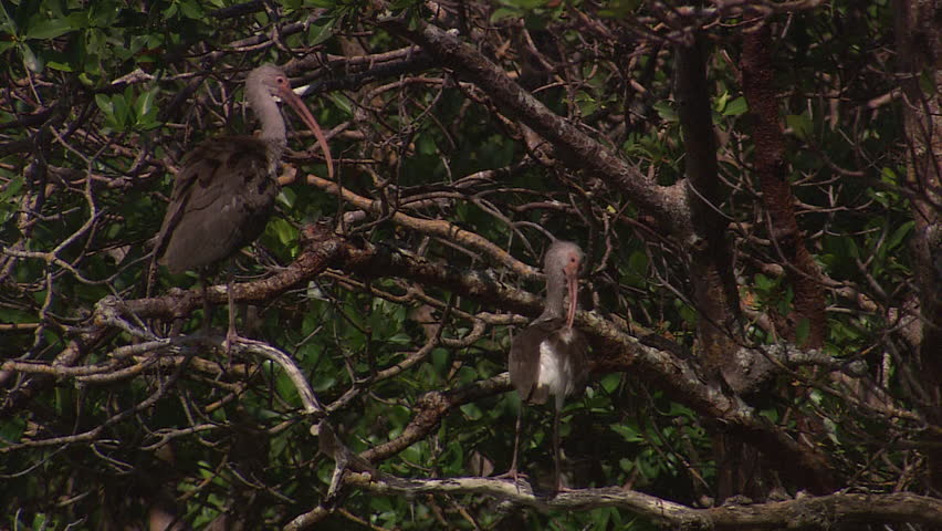 Two birds clean themselves in a big tree during the day in the Everglades