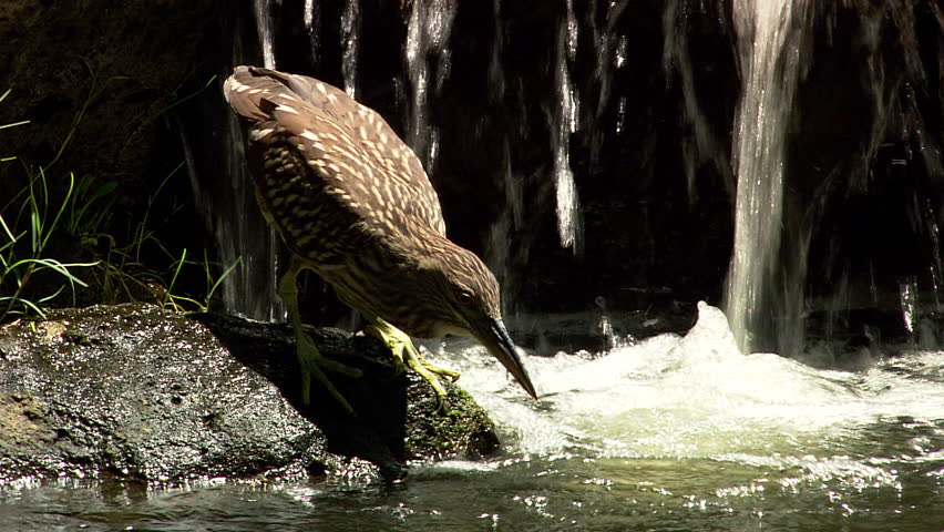 A bird stands at the water's edge and tries to catch some fish with its beak