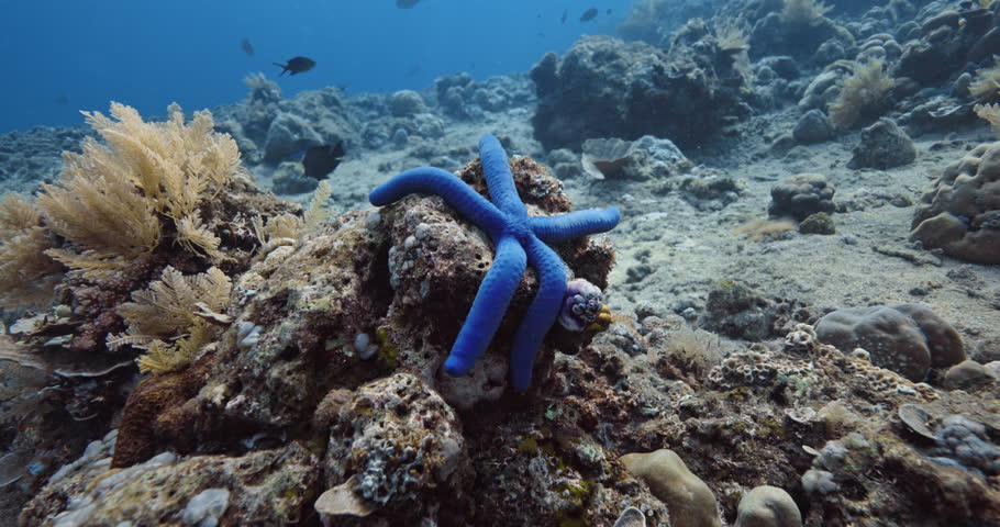 Blue sea star fish or Linckia laevigata underwater on coral reef