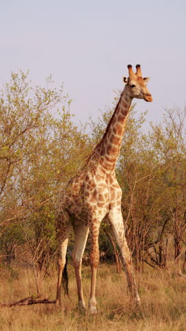 Close-up of a giraffe in the savannah.