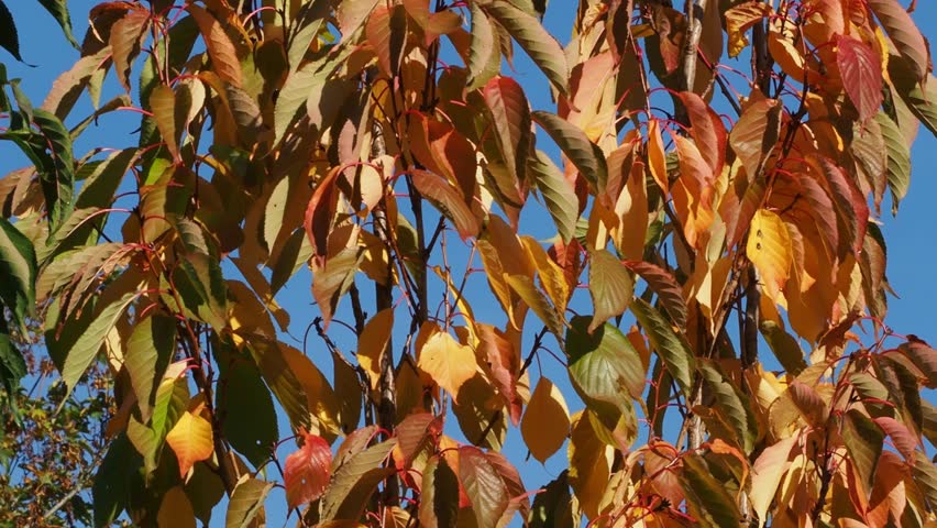 Autumn colours on tall cherry trees.