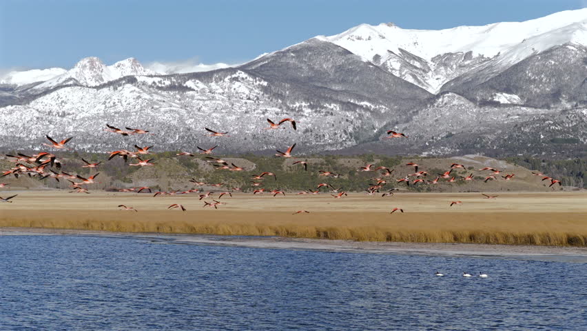 Amazing moment of beautiful flamingos flying over the highland lake in Patagonia, Argentina.