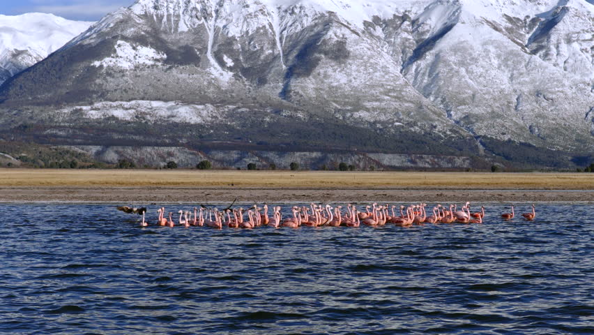 Closer drone view about a flock of flamingos resting on lake shore near snowy mountain peaks, Patagonia, Argentina.