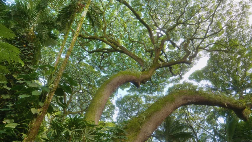 Upward view of a vibrant, dense tree canopy in a tropical Hawaiian botanical garden, showcasing rich green foliage and the intricate patterns of branches against a bright sky, evoking a sense of tranq
