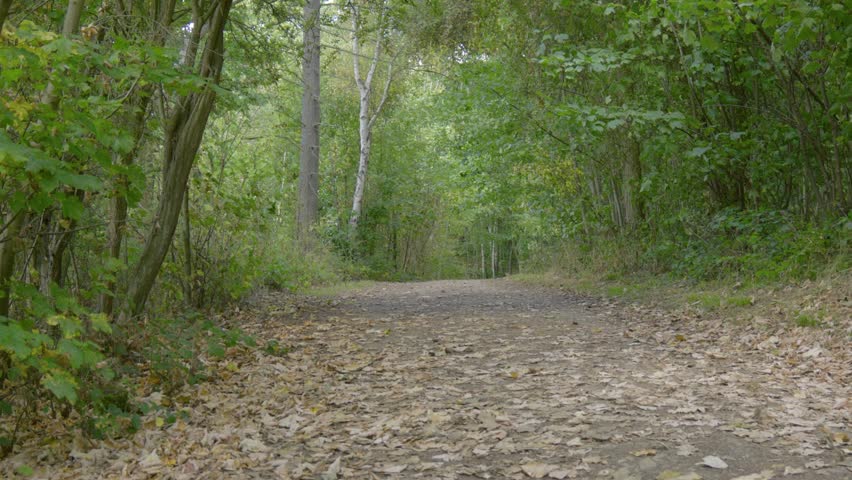 Forest nature outdoor path covered in fallen leaves, England woodland