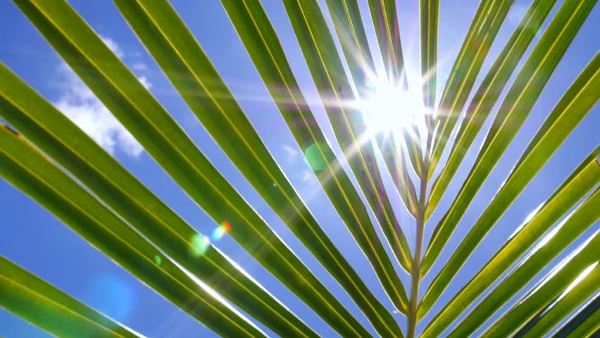 Bright sun shining through a green coconut palm leaf swaying gently in a tropical breeze, creating a beautiful lens flare effect against a clear blue sky with a few wispy white clouds
