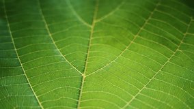 A detailed macro shot of the intricate veins on a vibrant green leaf. - Powered by Shutterstock - Get 15% off with code: PIKWIZARD15