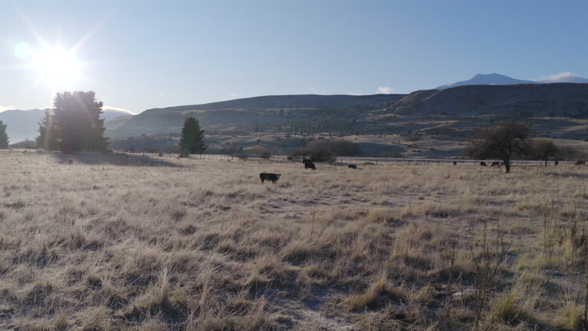 Resting and grazing cows at dry grass field under distant hills in Patagonia, Argentina.