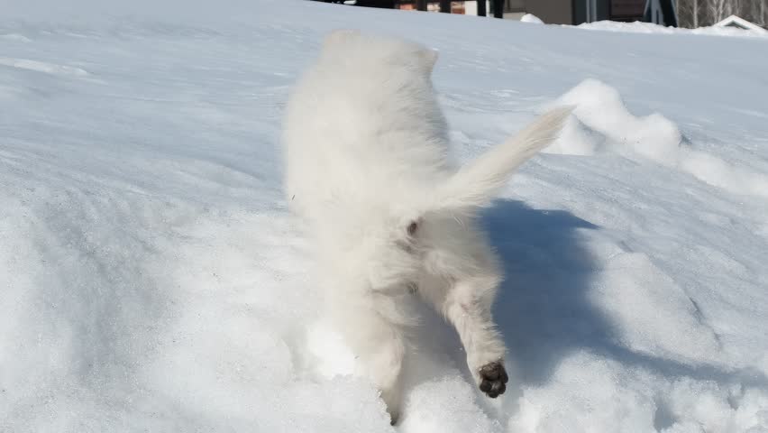 Slow motion footage of a White Swiss Shepherd (Berger Blanc Suisse) puppy walks and plays in a snowy garden in a cottage village in winter.