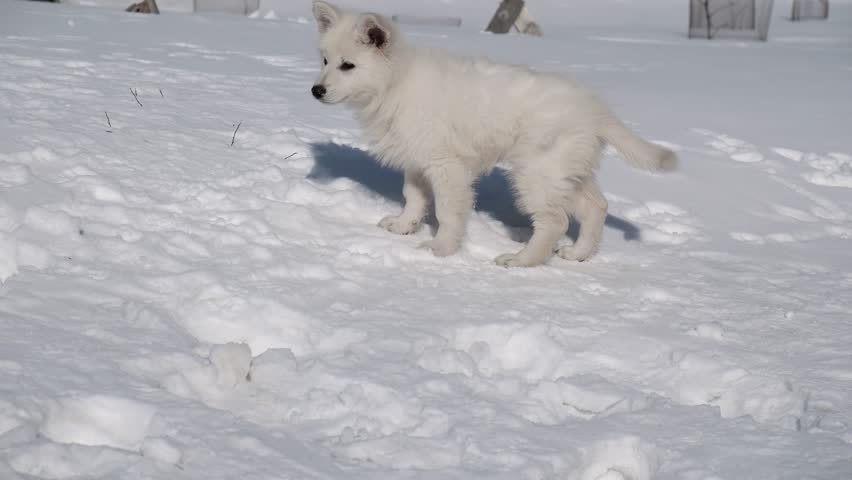 Slow motion footage of a White Swiss Shepherd (Berger Blanc Suisse) puppy playing in the snow in winter garden.