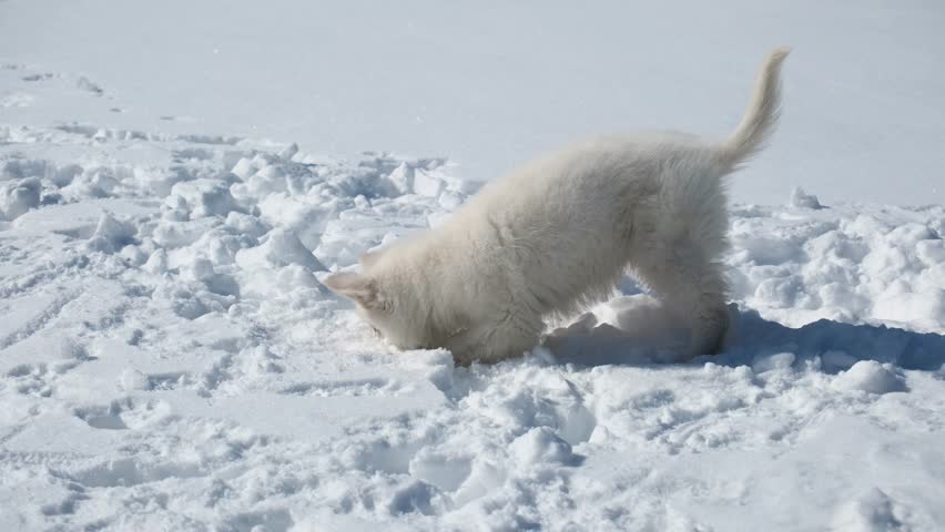 Slow motion footage of a White Swiss Shepherd (Berger Blanc Suisse) puppy digs the snow in winter.