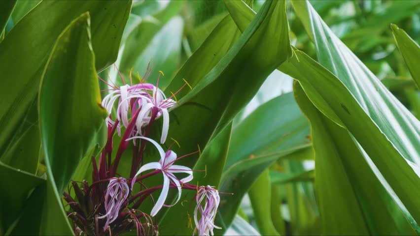Close up footage of a beautiful Crinum asiaticum, also known as the Giant Spider Lily or Queen Emma Lily, showcasing its unique white and pink-striped flowers amidst vibrant green foliage in a Hawaiia