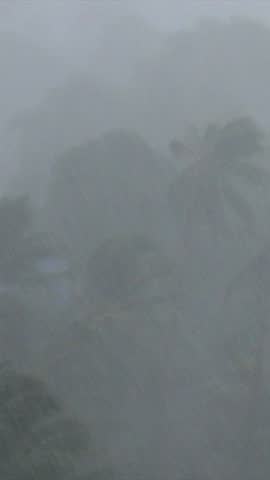 Extreme weather conditions during a powerful hurricane, with torrential rain and destructive high velocity winds battering tropical palm trees in a powerful and dangerous storm