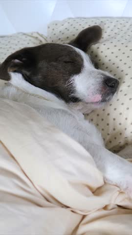 Close up of a cute puppy peacefully sleeping in a cozy bed, tucked under the warm covers with its head resting on a polka dot pillow, showing a concept of comfort, rest, and domestic life